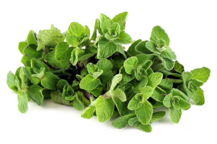 Syrian oregano (Za’atar)