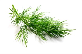 Dill