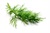 Dill