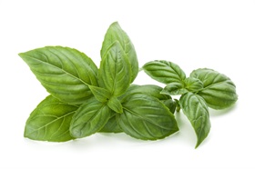 Italian Basil, Sweet Basil
