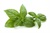 Italian Basil, Sweet Basil
