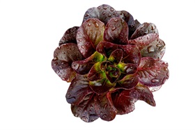 Rosaine
