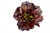 Rosaine