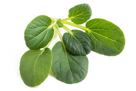 Tatsoi Tatsoi