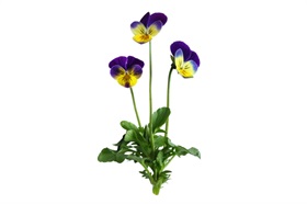Viola Frizzle Sizzle Yellow-Blue Swirl