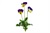 Viola Frizzle Sizzle Yellow-Blue Swirl